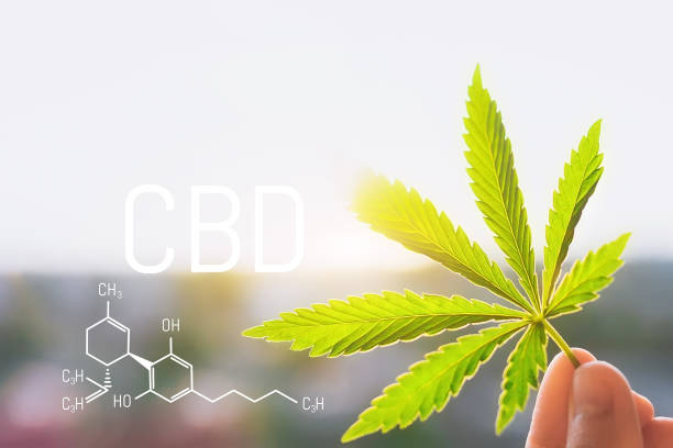 istock Cannabis CBD oil and structural chemical formula CBD. Medical extract. Cannabis concept. 1126785197