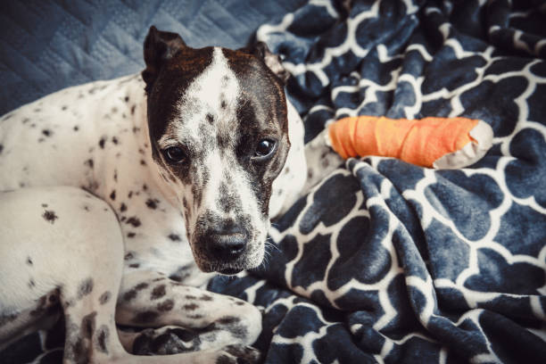 Dog With Injured Paw Resting On Gray Blankets stock photo