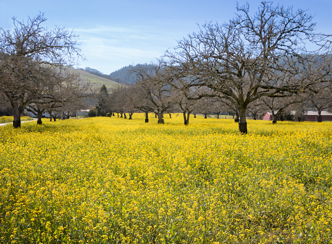 A scene of yellow mustard plants growing in a walnut orchard. The plants are knee high and bright yellow. The trees are bare with no leaves. A red barn with a silver roof is in the background.