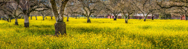 Pano mustard bloom Walnut orchard A panoramic of yellow mustard plants growing in a walnut orchard. The plants are knee high and bright yellow. The trees are bare with no leaves. A red barn with a silver roof is in the background. walnut grove stock pictures, royalty-free photos & images