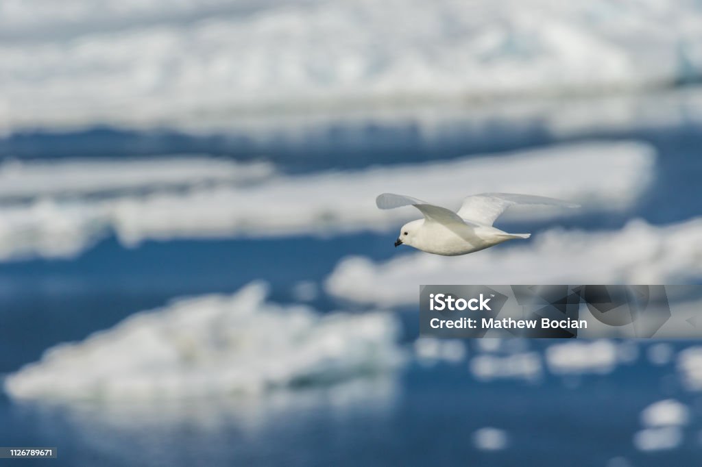 Antarctique montagne enneigée - Photo de Animaux à l'état sauvage libre de droits