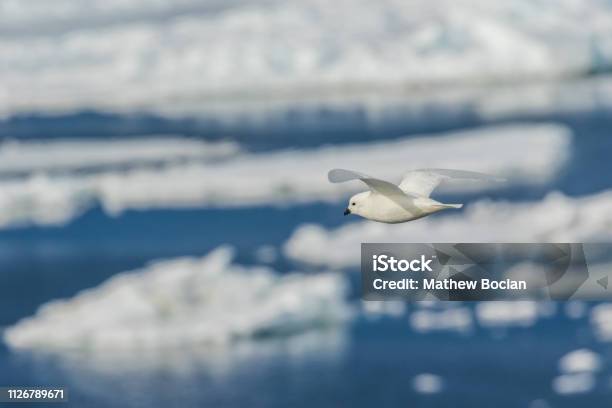 Photo libre de droit de Antarctique Montagne Enneigée banque d'images et plus d'images libres de droit de Animaux à l'état sauvage - Animaux à l'état sauvage, Antarctique, Beauté de la nature