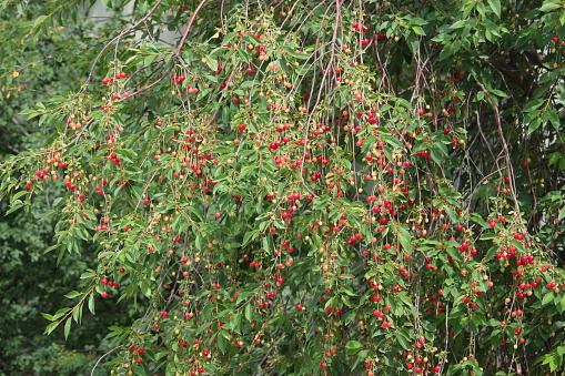cottage fruit in branch.