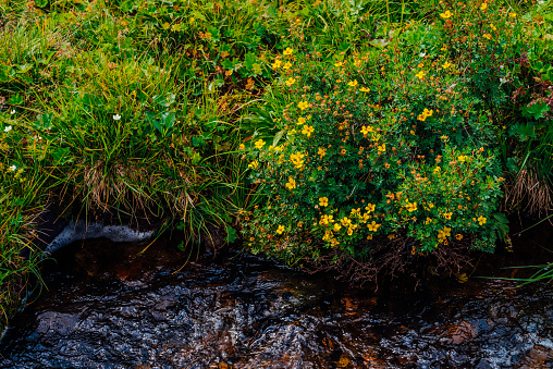 Bush with blooming yellow flowers of silverweed near spring water close-up. Medical plants grow near mountain creek. Healing plant near spring stream. Brook with medicinal rich vegetation of highland