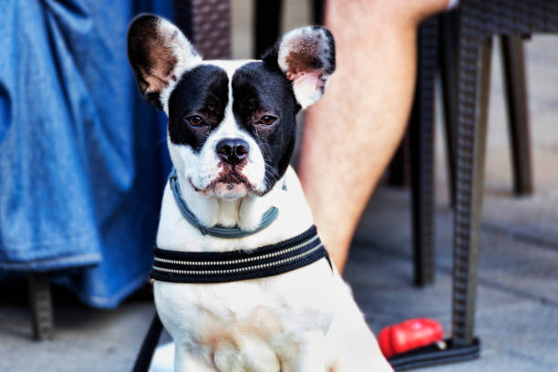istock Portrait of a pitbull white and black 1126795045