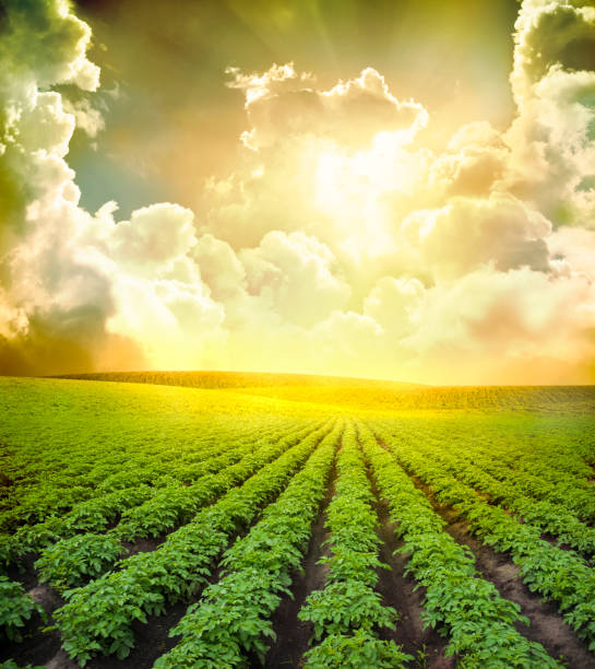 Field of potato