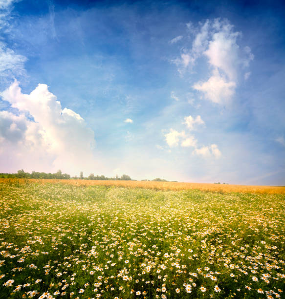 istock Field of spring flowers 1126797212