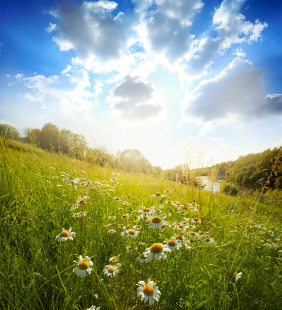 istock Field of spring flowers 1126797231