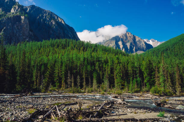 istock Stream along forest edge. Rocky ridge with snow behind hills with conifer forest. Clouds on top of huge snowy mountain range under blue sky. Giant rock. Atmospheric landscape of highland nature. 1126797441