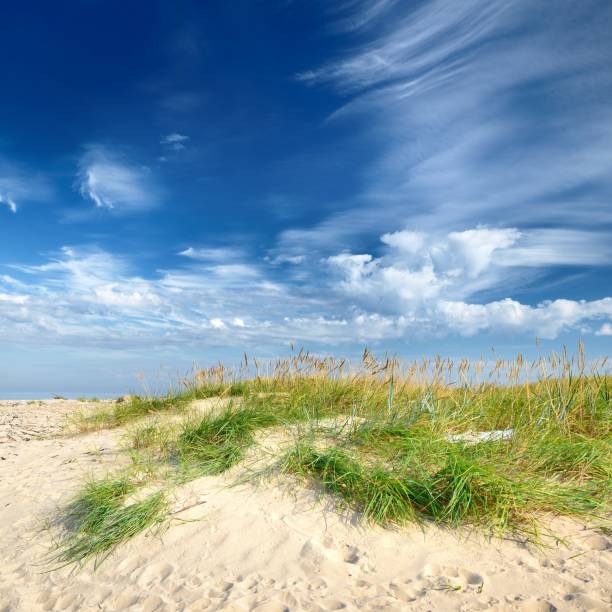 istock Baltic sea shore sandy beach against blue sky 1126799039