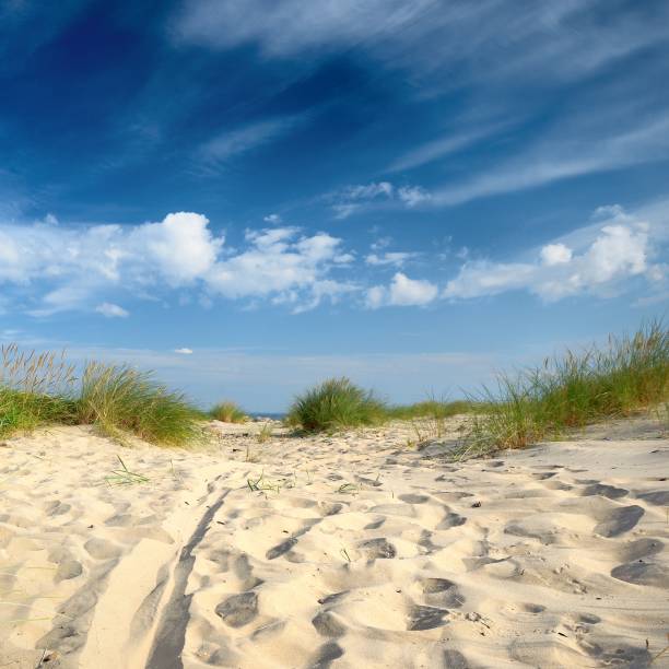 istock Baltic sea shore sandy beach against blue sky 1126799052