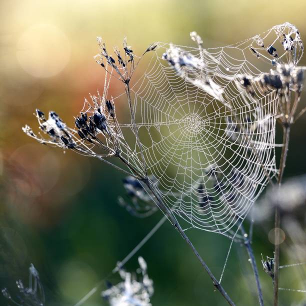 istock Beautiful spider web with water drops close-up 1126799084