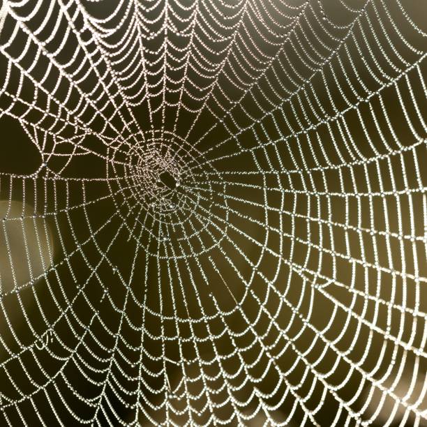 istock Beautiful spider web with water drops close-up 1126799086