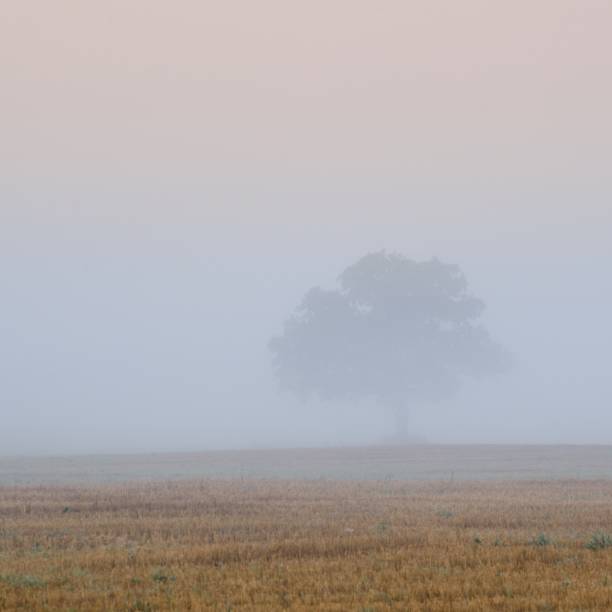 istock trees in the field in very strong fog 1126799105