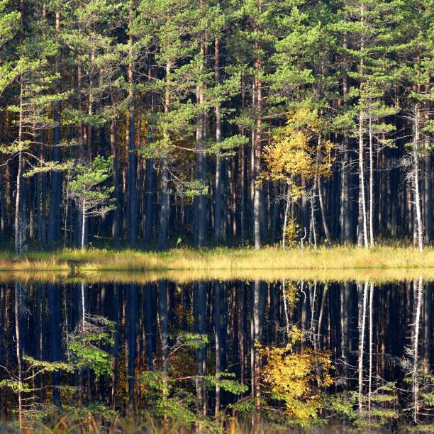 istock Colorful lonely tree in the forest in Autumn 1126799314
