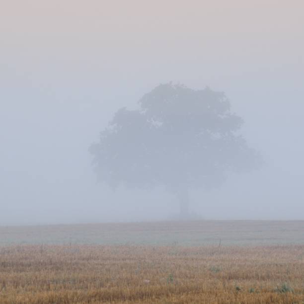 istock lonely tree on the field in very strong fog 1126799347