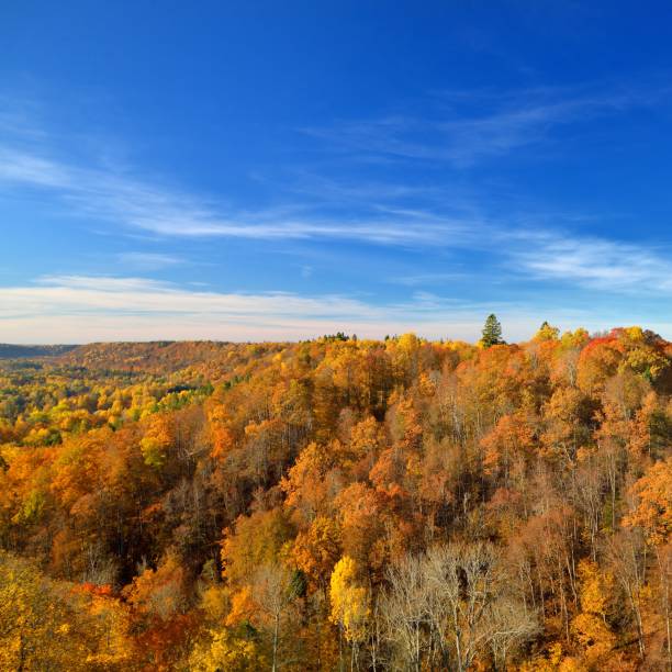 istock Colorful forest hills in fall. Sigulda, Latvia. 1126799376