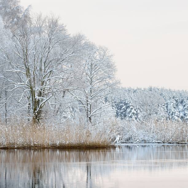 istock Beautiful winter lake landscape in Latvia 1126799501