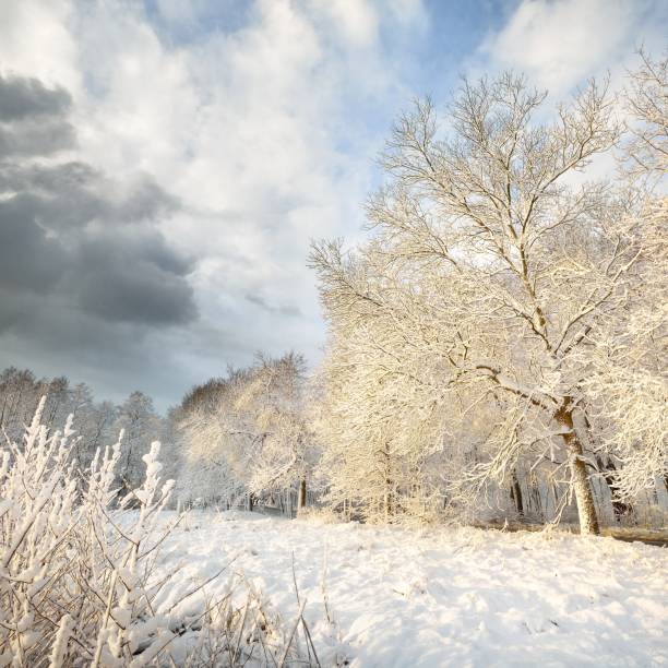 istock Winter wonderland in snow covered forest. Latvia 1126799507