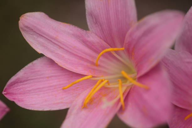Zephyranthes rosea amaryllis flowers blooming after a heavy rain Amazing details of structure with stigma, petals, filaments and anther in clear detail flower Zephyranthes rosea flowers blooming after a heavy rain zephyranthes rosea stock pictures, royalty-free photos & images