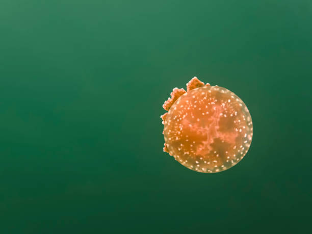 istock Bright Orange Jellyfish in Green Lake 1126801504