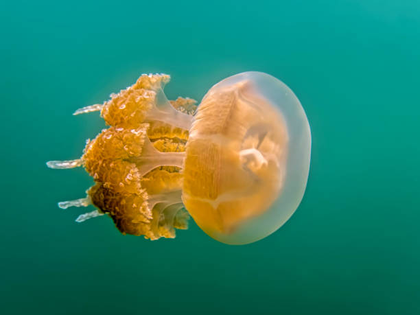 istock Golden Jellyfish Closeup Profile in Turquoise Water 1126801514