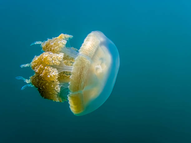 istock Close Up Side View Jellyfish Detail in Blue Water 1126801516