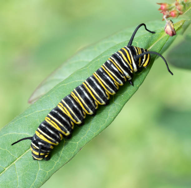 istock Monarch Butterfly Caterpillar on Green Leaf 1126801542