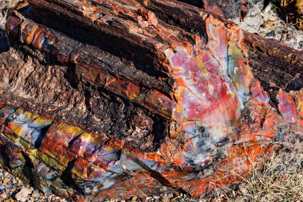 cristalli colorati in un registro pietrificato nel petrified forest national park in arizona - legno fossile foto e immagini stock