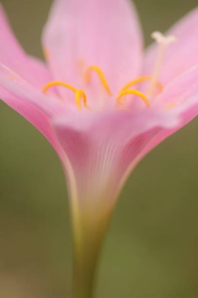 zephyranthes rosea amaryllis fiorisce dopo una forte pioggia - zephyranthes lily foto e immagini stock