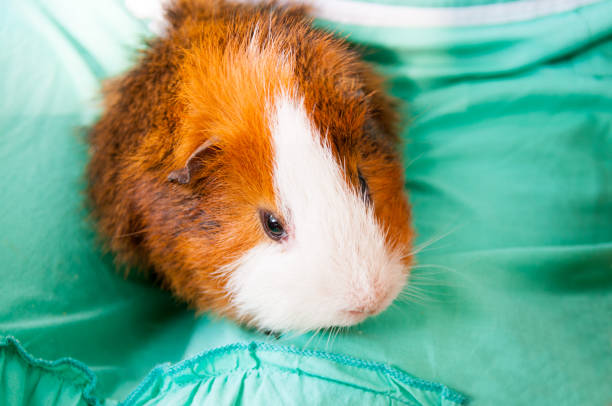 istock Red Guinea pig is on your lap 1126802282