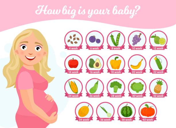 ilustrações de stock, clip art, desenhos animados e ícones de nfographics how big is your baby? - placenta baby childbirth newborn