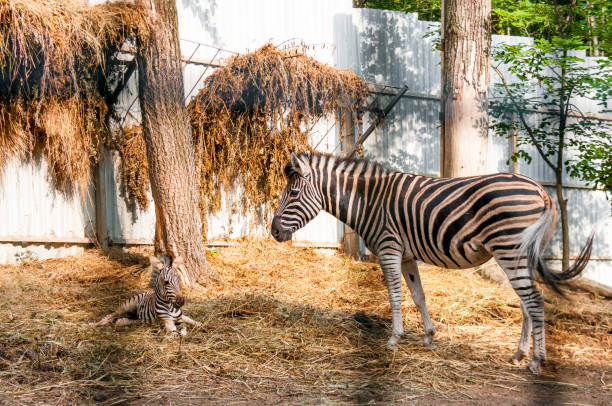istock Zebra with a baby resting on the hay 1126803237