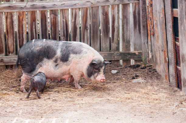 istock Black sow and pig on the farm 1126803465
