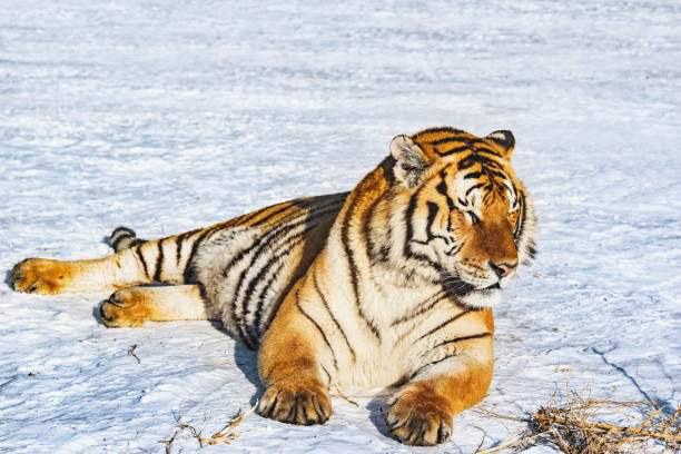 istock Tiger on the snow at sunny winter day. 1126803486