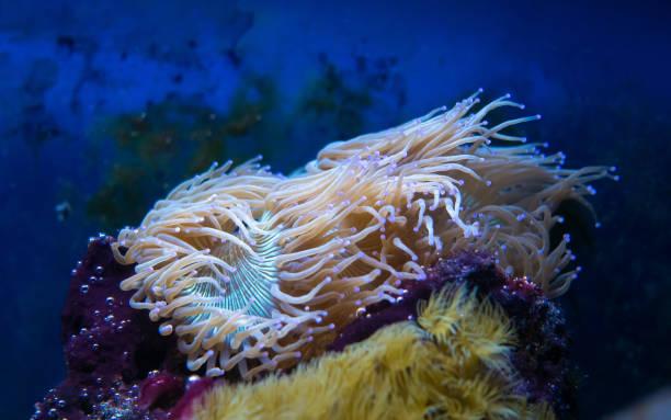 istock Underwater ecosystem panorama. Coral reef under the sea. Wild life concept. 1126804284