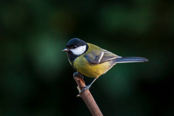 istock Parus major Great tit bird closeup 1126804286