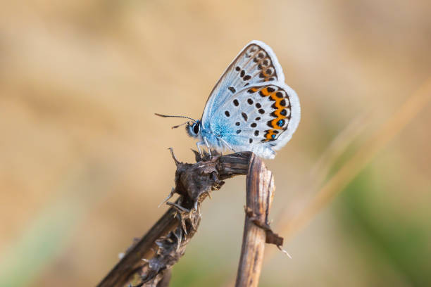 istock Close up of a silver-studded blue butterfly Plebejus argus 1126804300