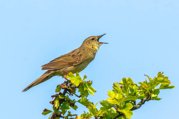 istock Singing Common Grasshopper warbler bird Locustella naevia in search for a mate during spring season 1126804333