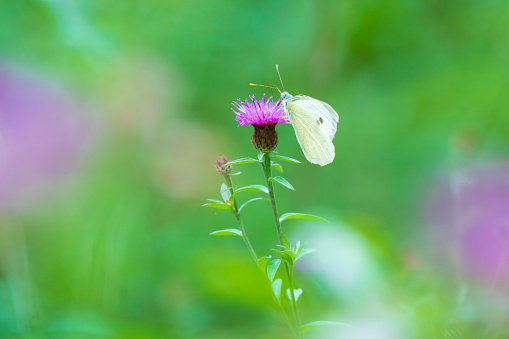Closeup side view of a Pieris brassicae, the large white or cabbage butterfly pollinating on a flower in a dreamlike purple and green setting