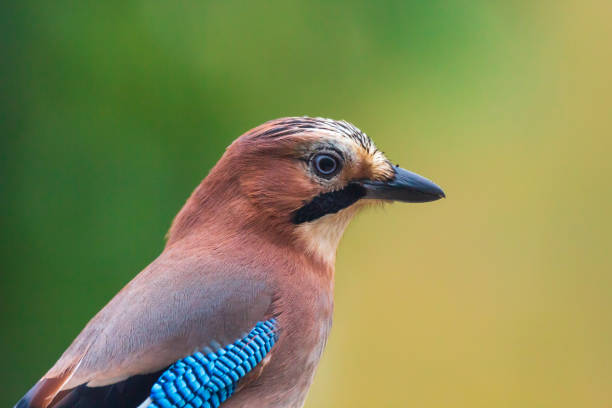 Closeup of a Eurasian jay bird Garrulus glandarius perched on a branch