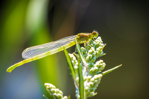 Close up fly at nature