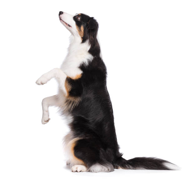 istock Australian Shepherd dog on white 1126804405