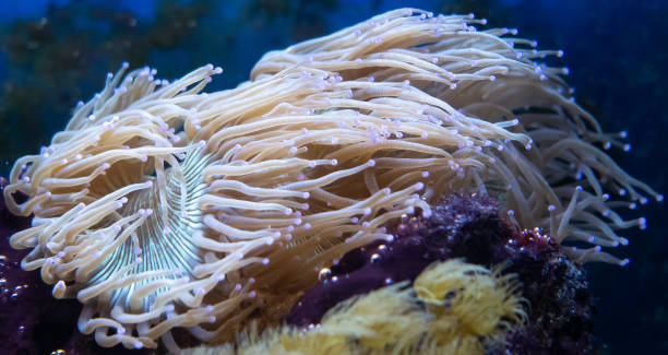 istock Underwater ecosystem panorama. Coral reef under the sea. Wild life concept. 1126804419