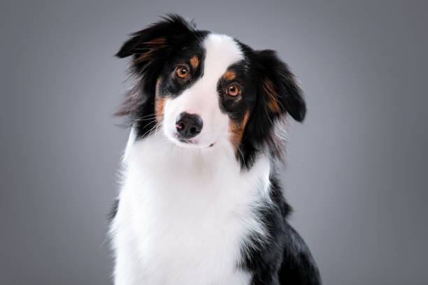 istock Australian Shepherd dog on gray 1126804434
