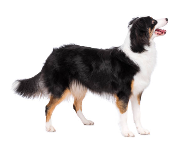 istock Australian Shepherd dog on white 1126804560