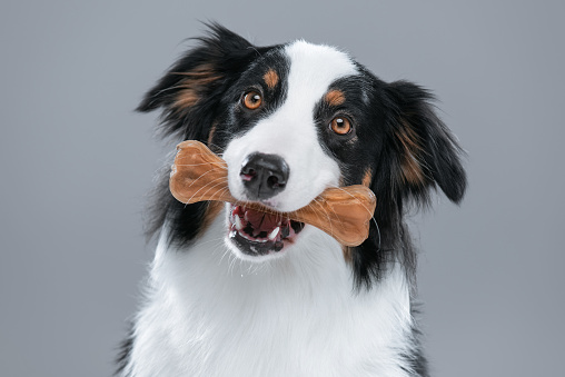 Close up portrait of cute young Australian Shepherd dog with chew bone on gray background. Beautiful adult Aussie with pet accessories for eat.