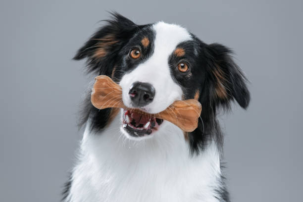 Australian Shepherd dog on gray Close up portrait of cute young Australian Shepherd dog with chew bone on gray background. Beautiful adult Aussie with pet accessories for eat. dog bone photos stock pictures, royalty-free photos & images