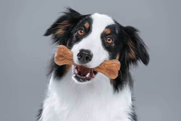 australian shepherd dog on gray - chewing imagens e fotografias de stock