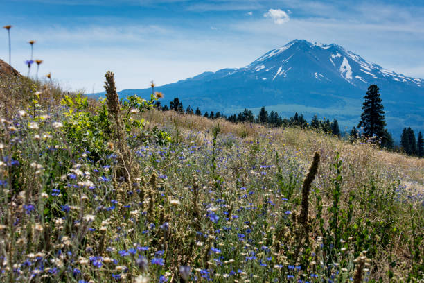 istock View of Mount Shasta, an active volcano mountain 1126804572